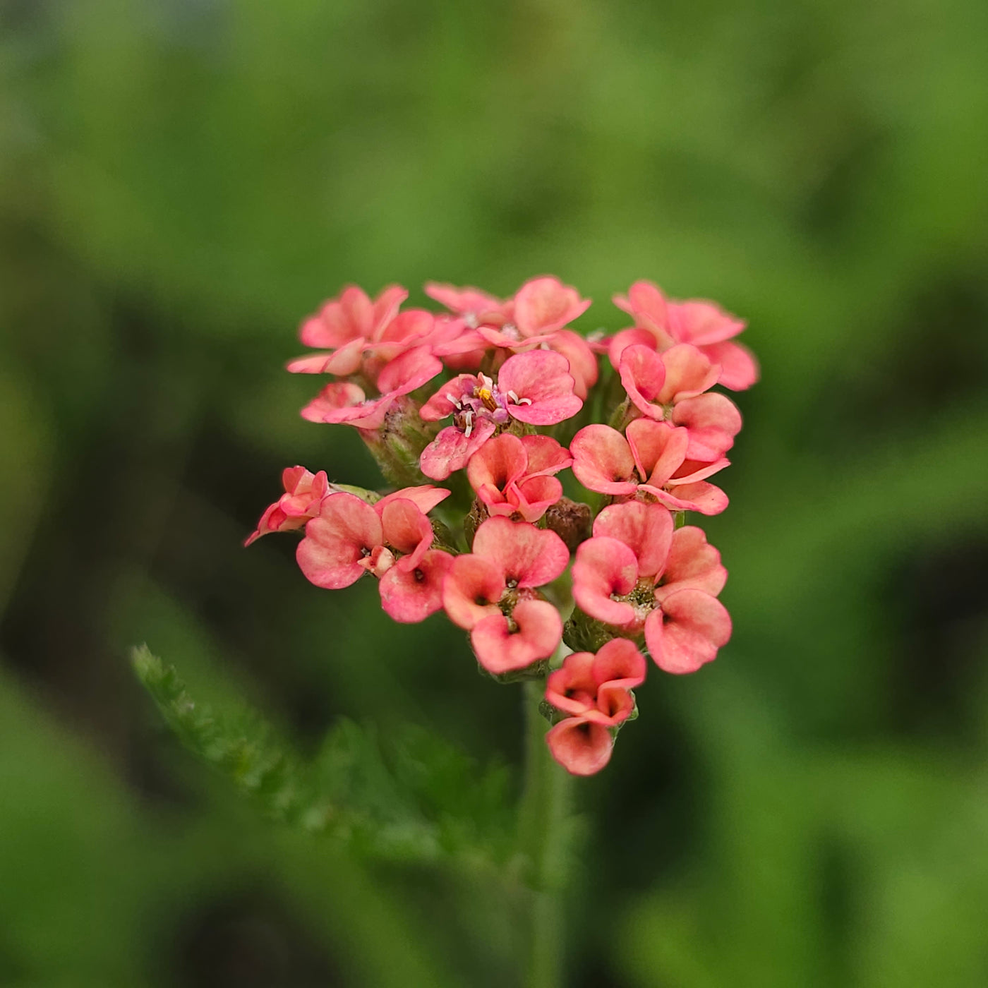 Achillea millefolium | Autumn Sunrise