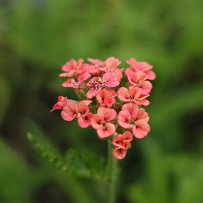Achillea millefolium | Autumn Sunrise
