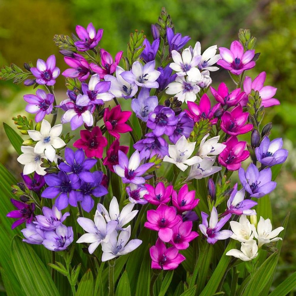 Babiana stricta | Mixed