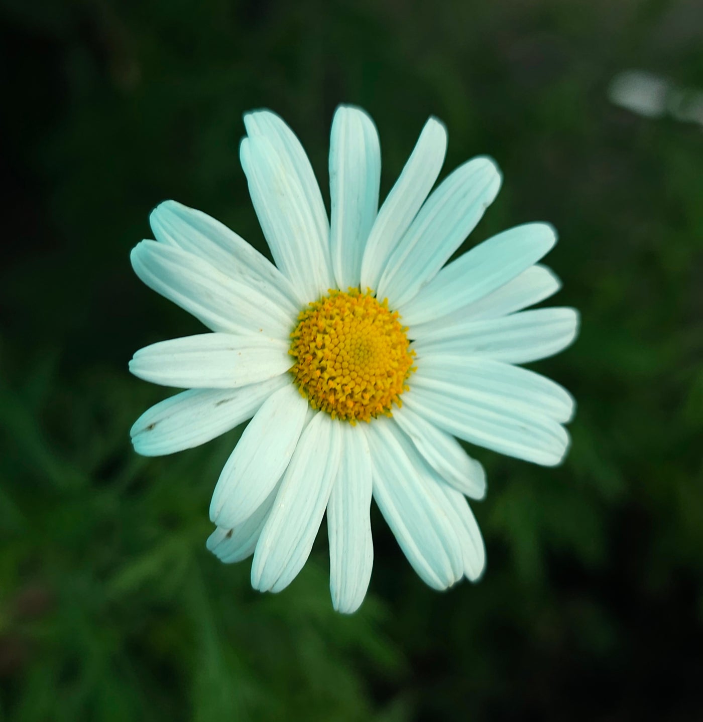 Argyranthemum | Baby Rex
