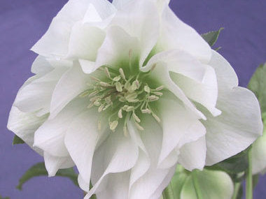 Helleborus x hybridus | Betty Ranicar