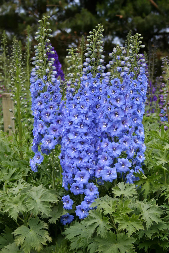 Delphinium elatum | Blue Lace