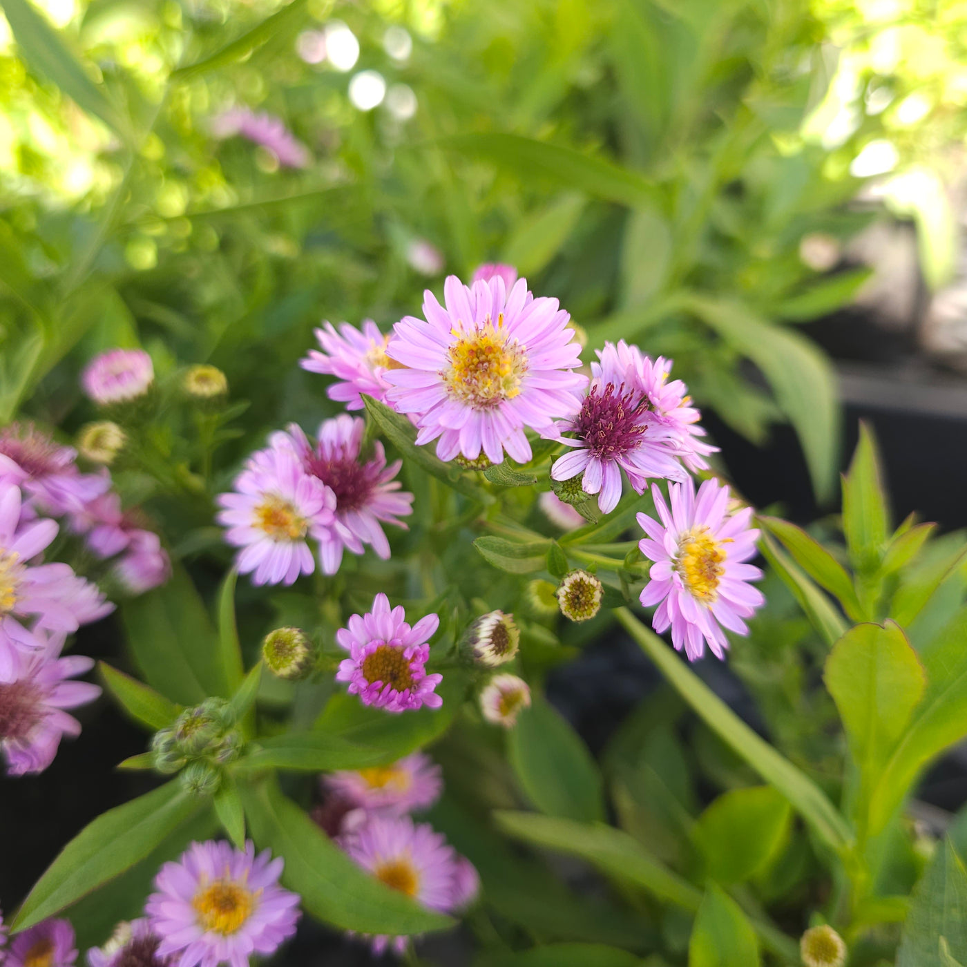 Boltonia asteroides | Sara Jane