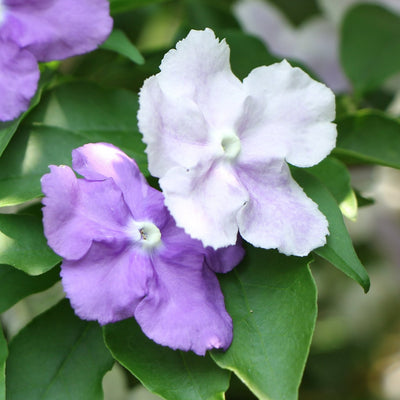 Brunfelsia pauciflora | Scent Sational