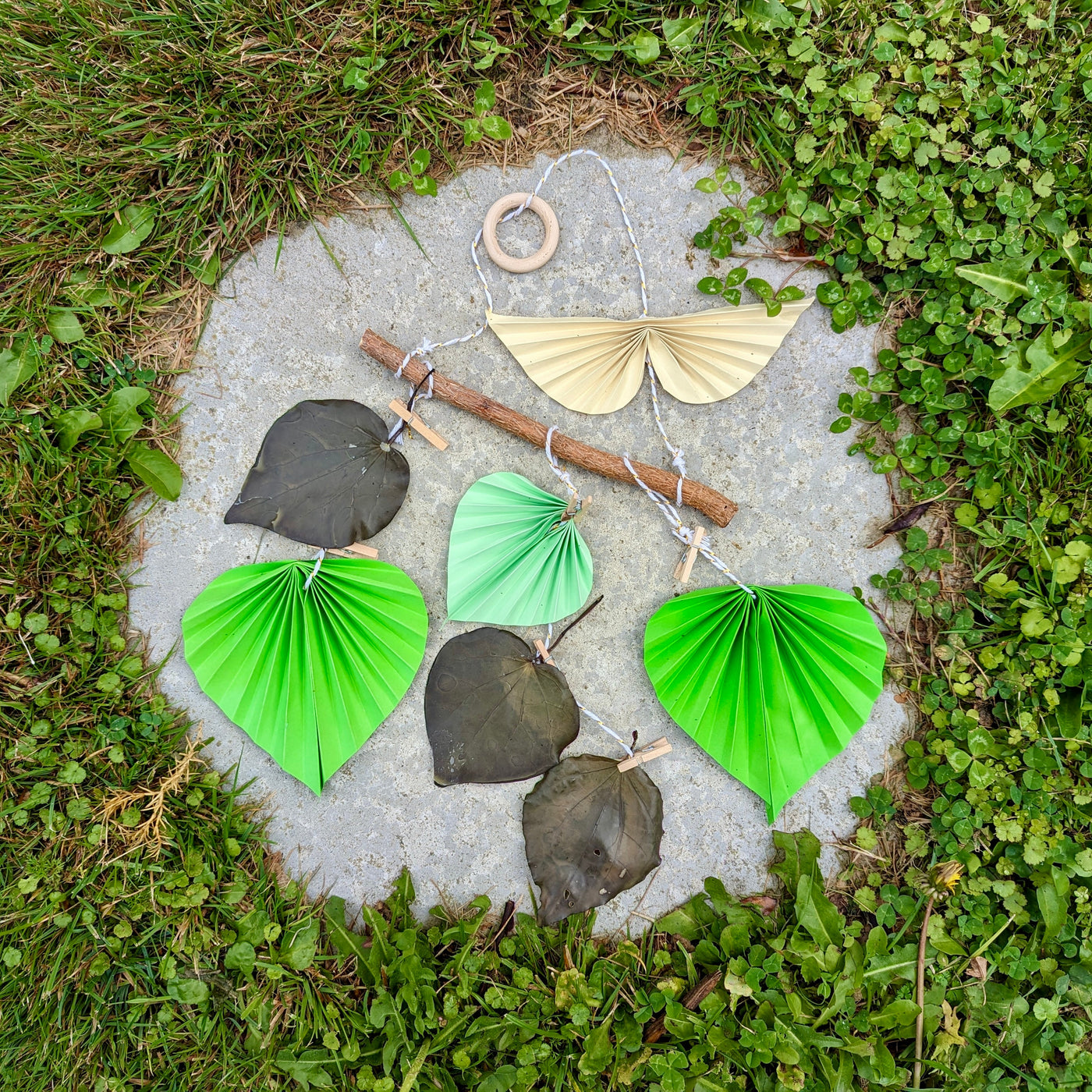 Kawakawa Educational Nature Box | Tree Children