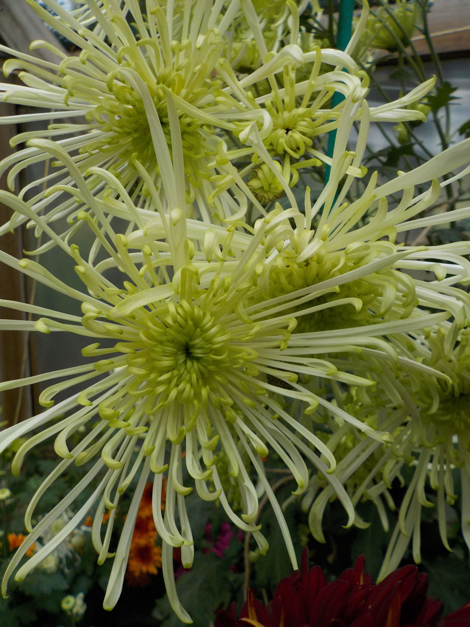 Chrysanthemum | Green Nightingale