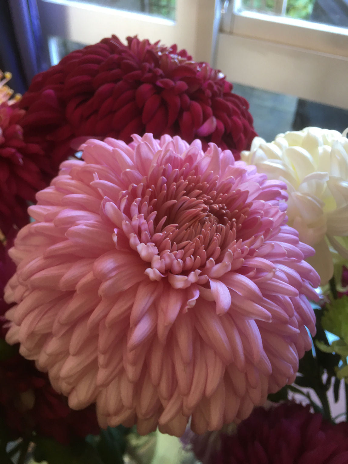 Chrysanthemum | Rose Patricia Millar