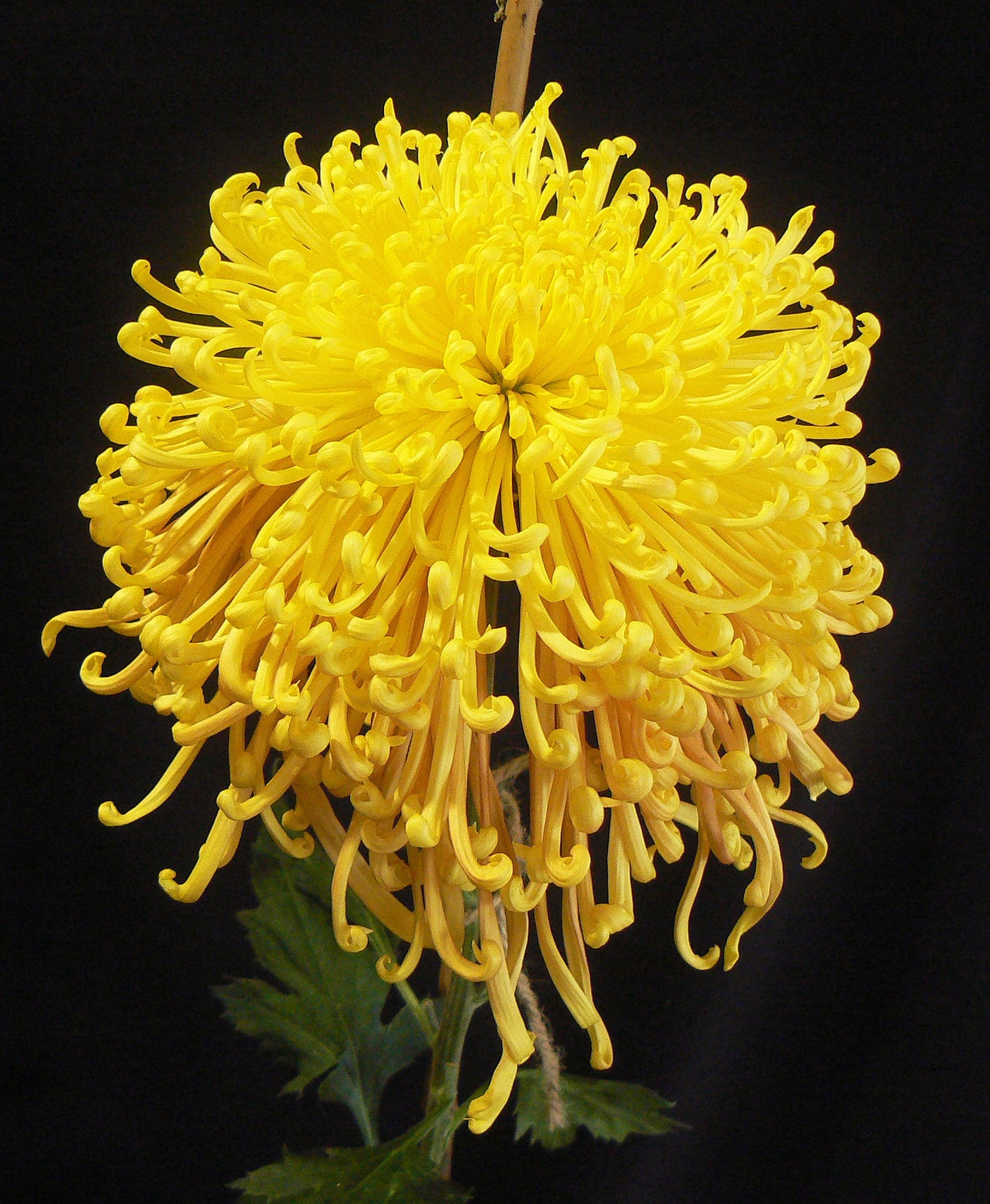 Chrysanthemum | Senkyo Fusui