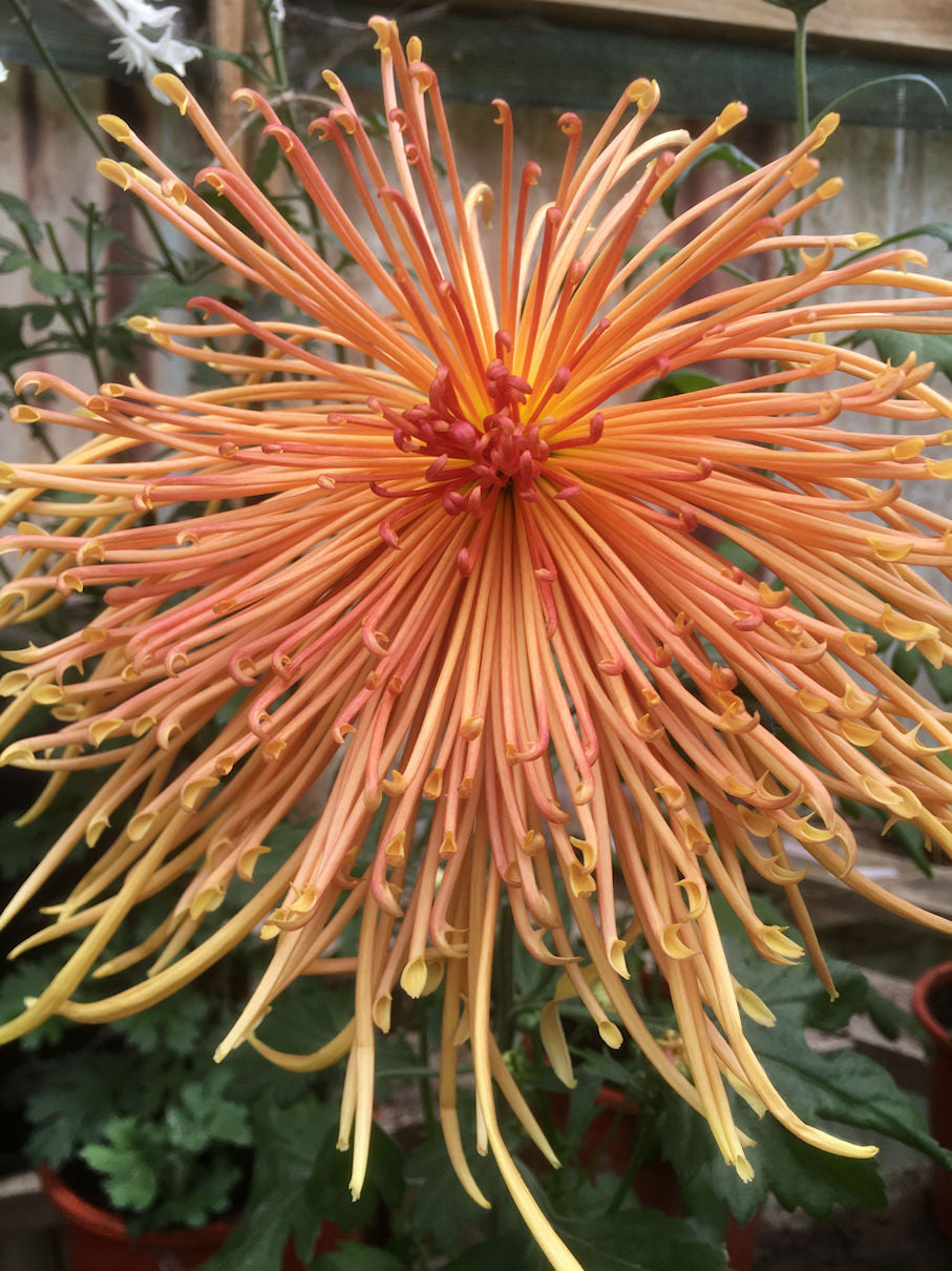 Chrysanthemum | Symphony