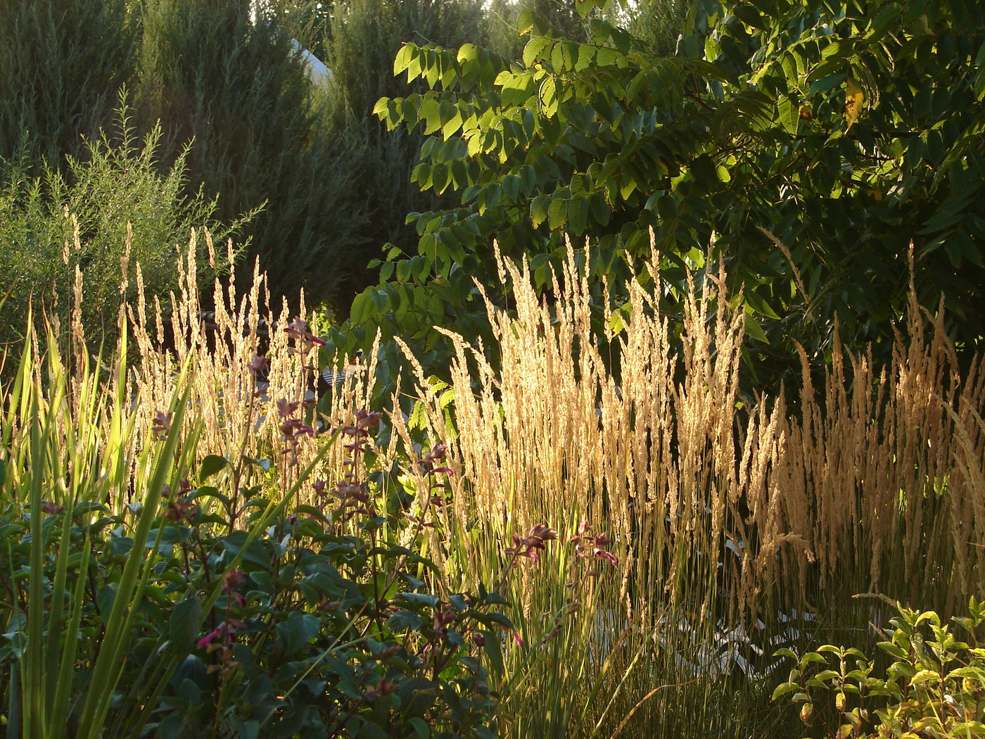 Calamagrostis x acutiflora | Karl Foerster