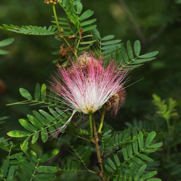Calliandra | Blushing Pixie