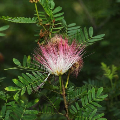 Calliandra | Blushing Pixie