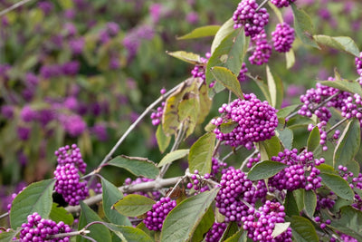 Callicarpa bodinieri | Beauty Berry