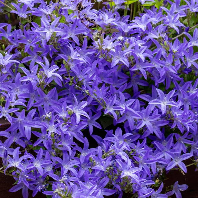 Campanula poscharskyana | Blue Waterfall | Trailing Bellflower ...