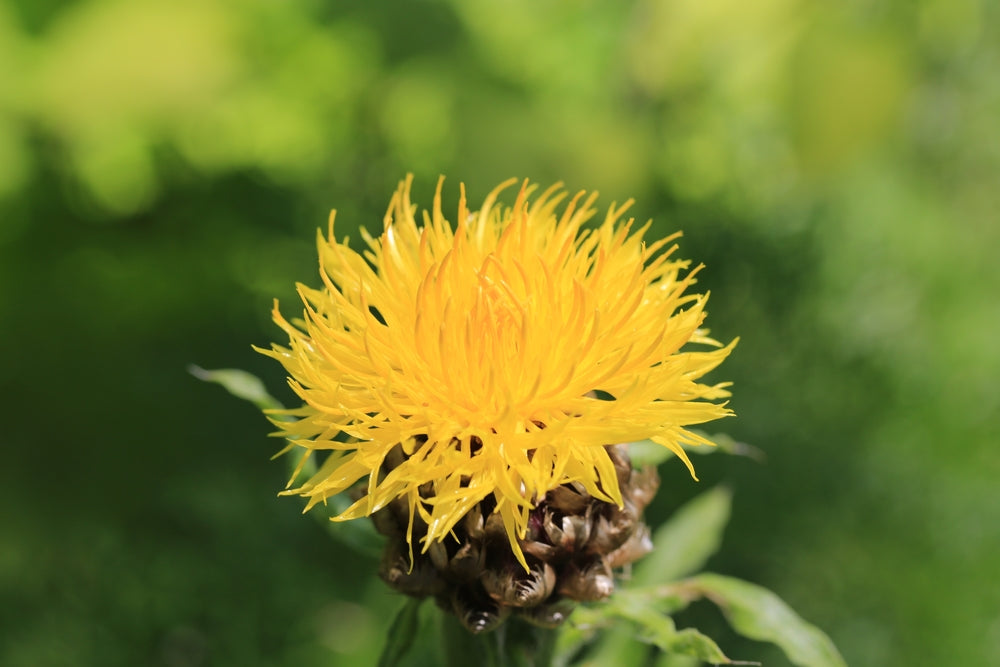 Centaurea macrocephala | Giant Knapweed