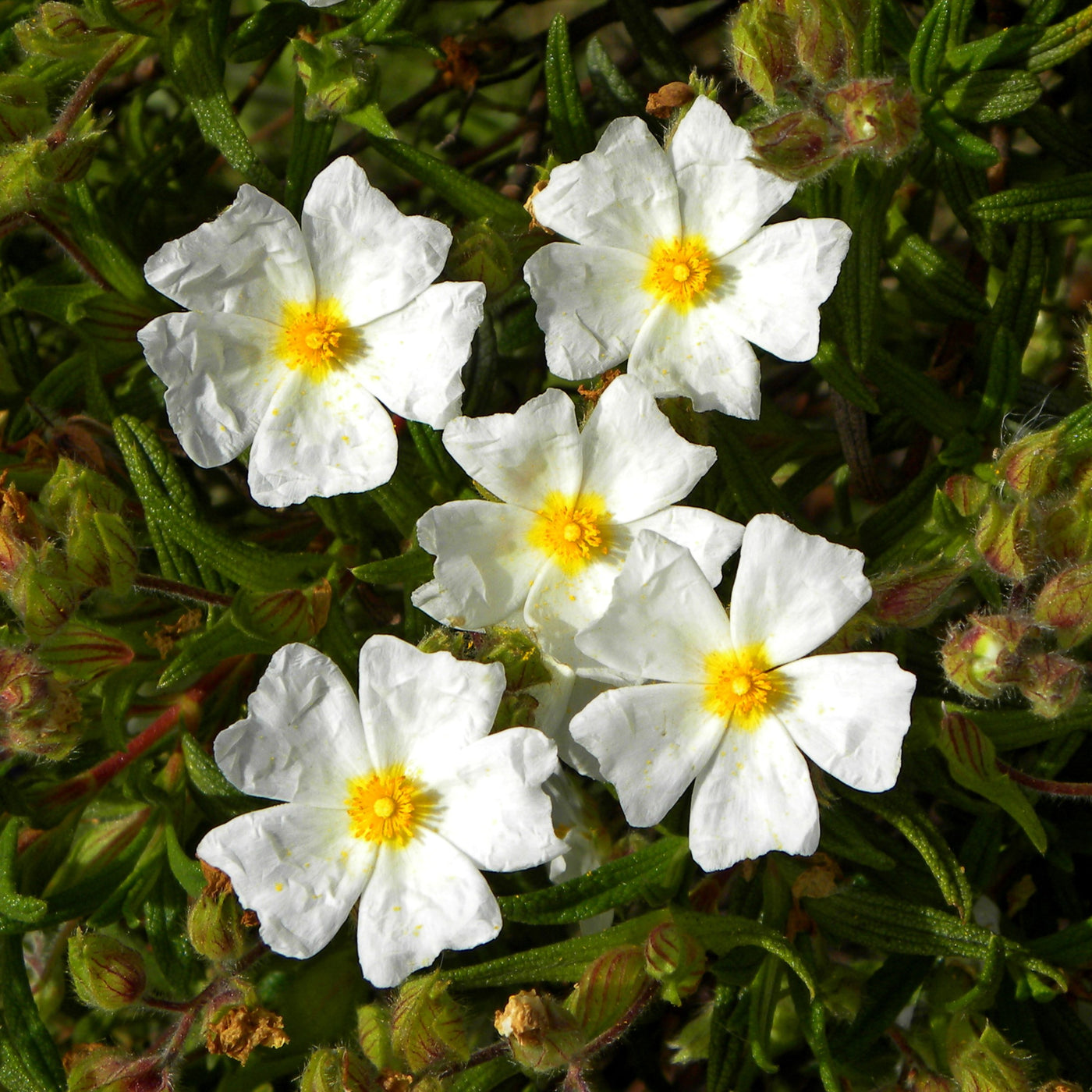 Cistus salviifolius | Snowmound | Rock Rose