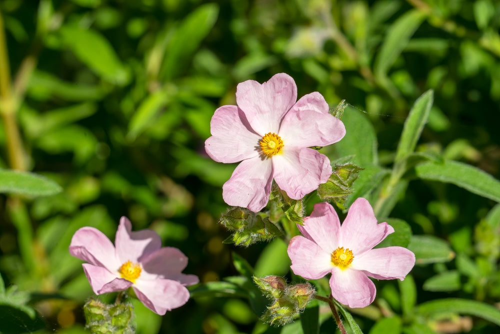Cistus skanbergii | Pink Ice