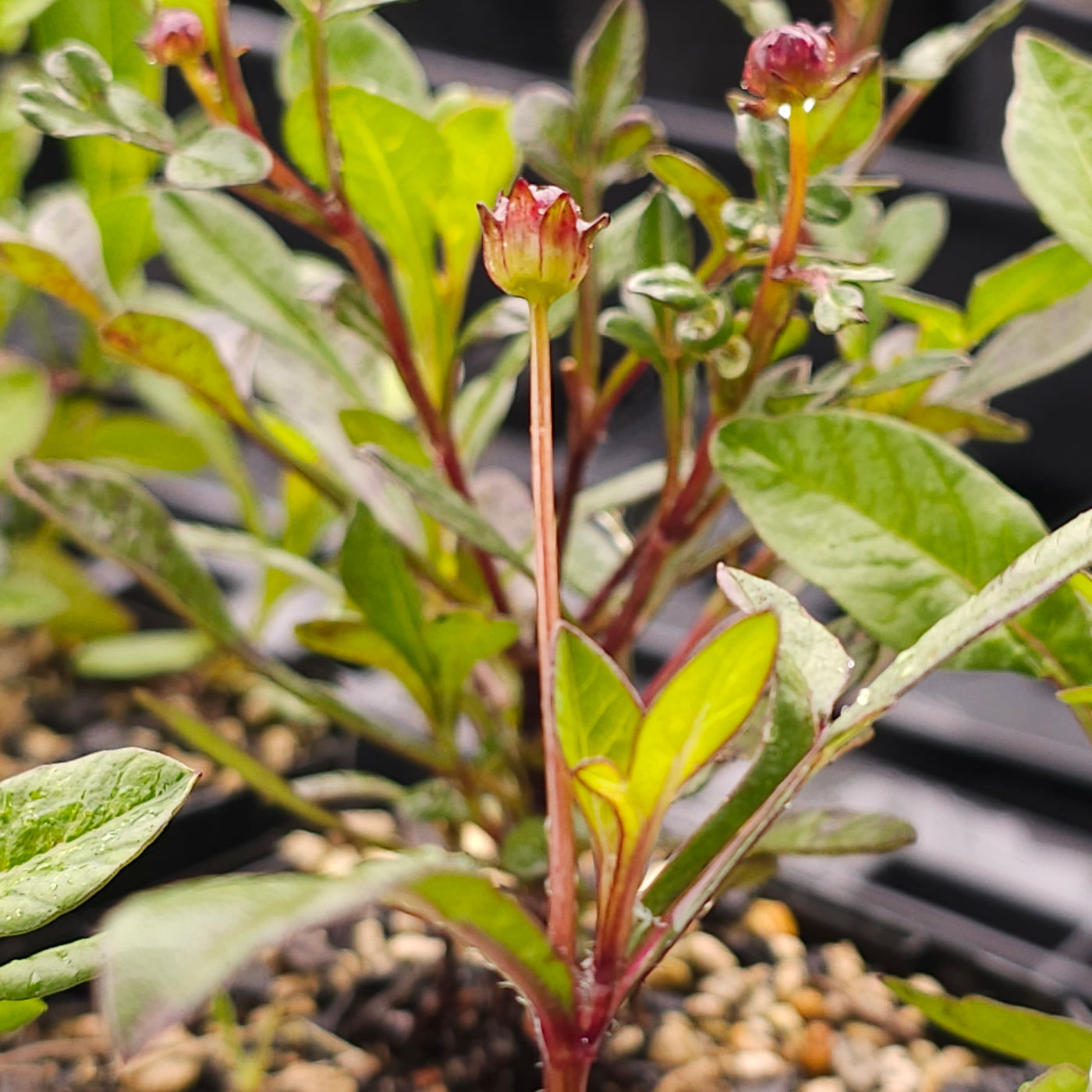 Cosmos atrosanguineus | Hot Chocolate