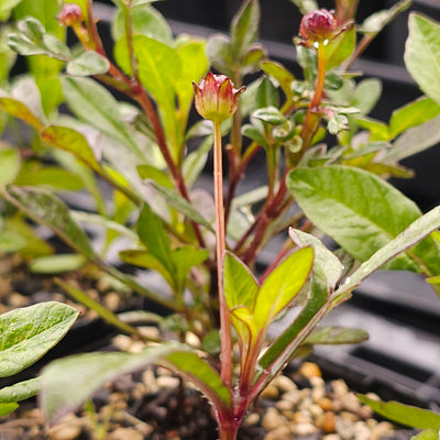 Cosmos atrosanguineus | Hot Chocolate