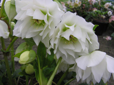 Helleborus x hybridus | Betty Ranicar