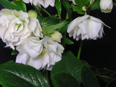 Helleborus x hybridus | Betty Ranicar