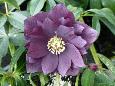 Helleborus x hybridus | Double Hybrid | Dark