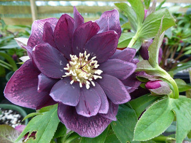 Helleborus x hybridus | Double Hybrid | Dark