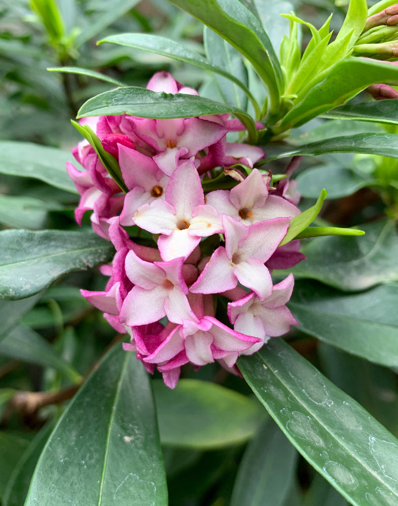 Daphne odora | Sweet Amethyst | PVR