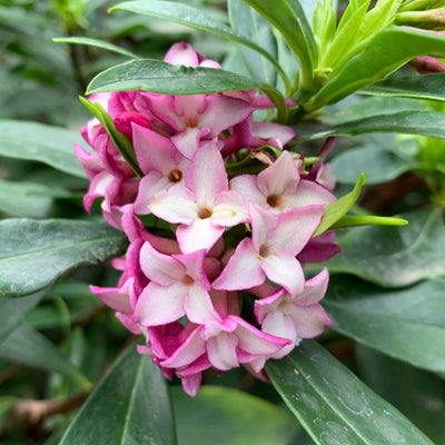 Daphne odora | Sweet Amethyst | PVR