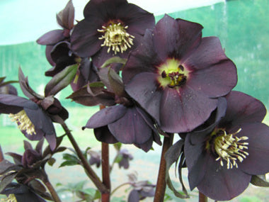 Helleborus x hybridus | Single Hybrid | Dark