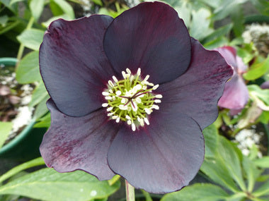 Helleborus x hybridus | Single Hybrid | Dark