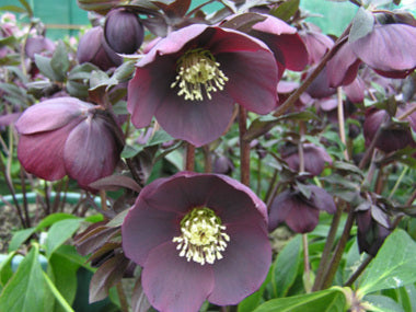 Helleborus x hybridus | Single Hybrid | Dark