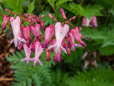 Dicentra eximia