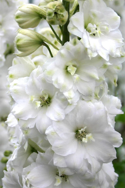 Delphinium elatum | Double Innocence
