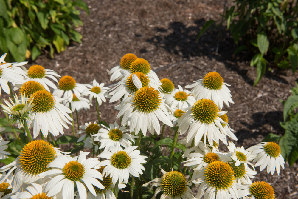 Echinacea purpurea | Pow Wow White | Coneflower