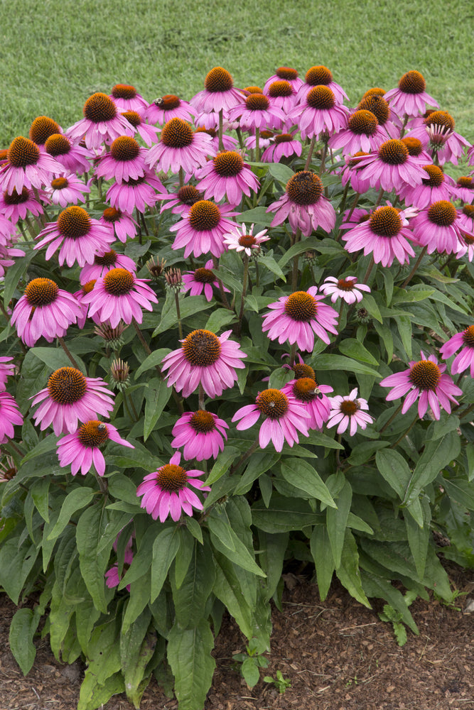 Echinacea purpurea | Pow Wow Wild Berry | Coneflower