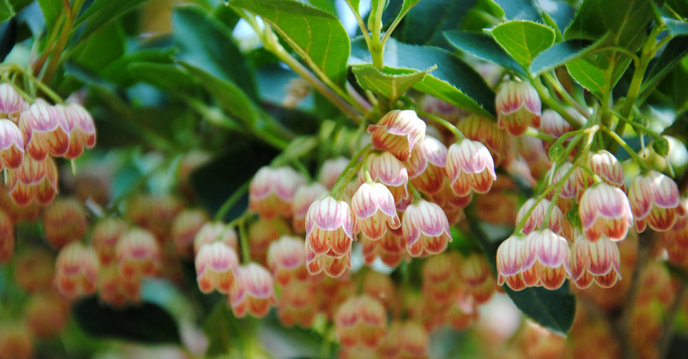 Enkianthus campanulatus
