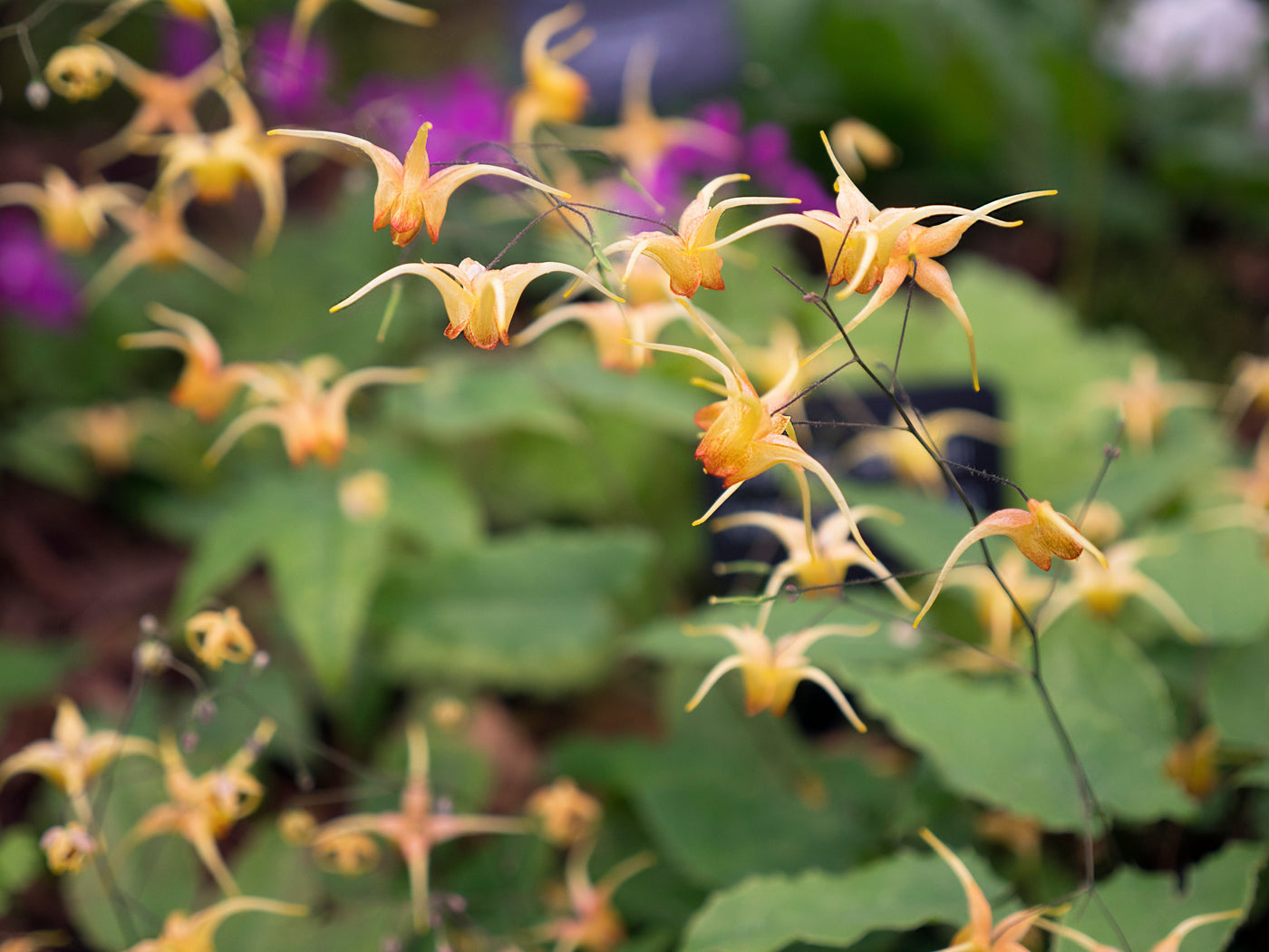 Epimedium x warleyense | Soft Apricot