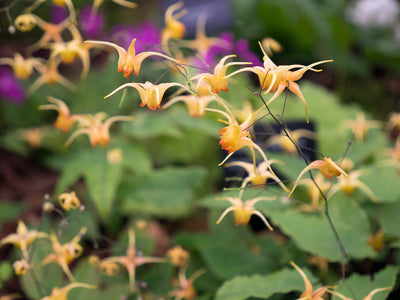 Epimedium x warleyense | Soft Apricot