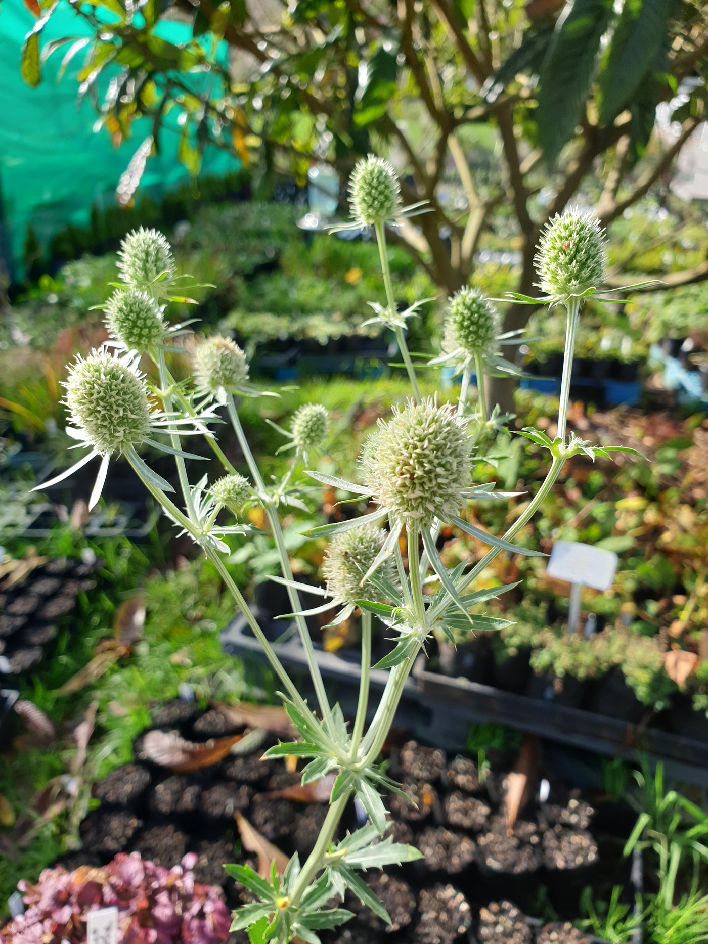 Eryngium planum | White Glitter