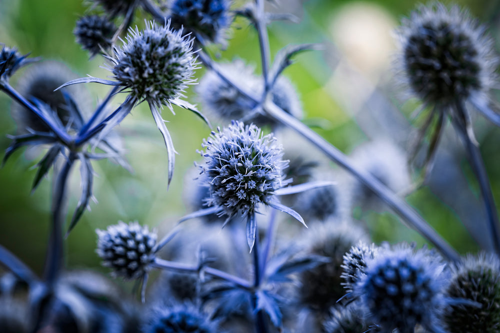 Eryngium planum | Blaukappe | Flat Sea Holly