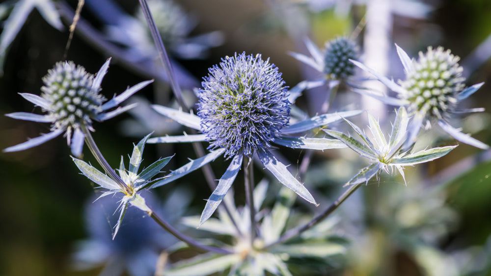 Eryngium planum | Blue Hobbit