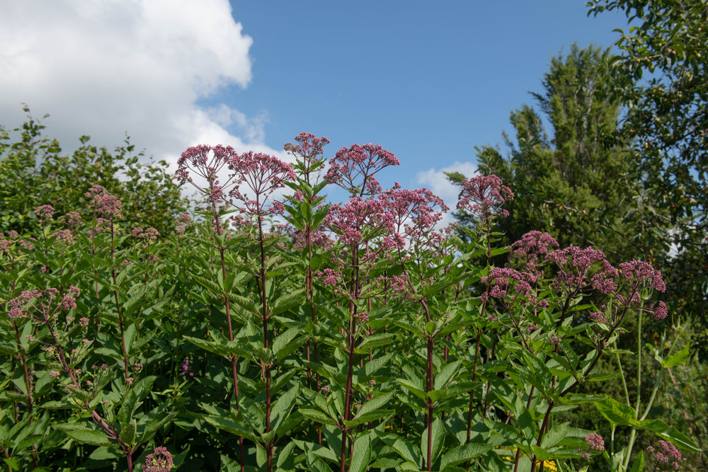 Eupatorium maculatum