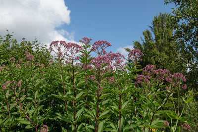 Eupatorium maculatum