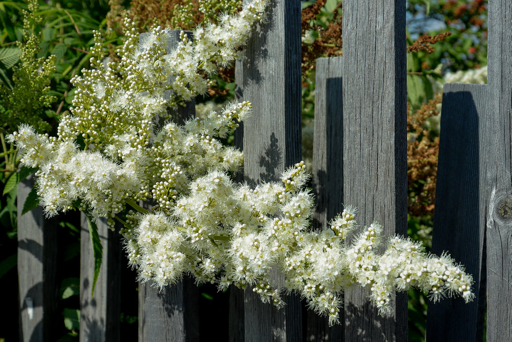 Filipendula palmata | Double Cream