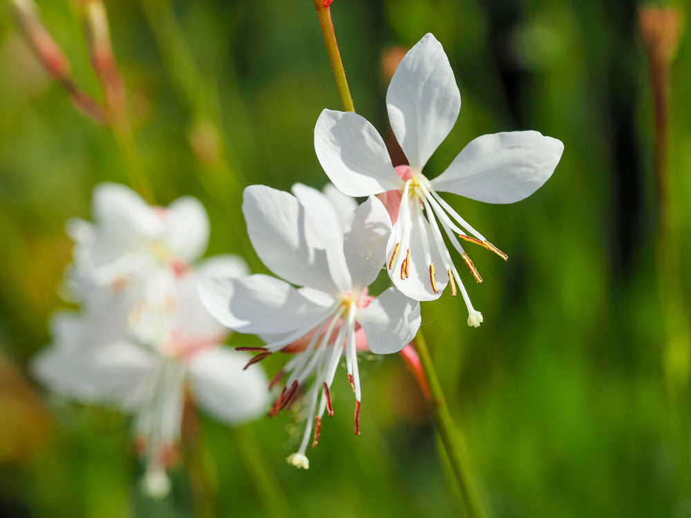 Gaura lindheimeri | Sparkle White