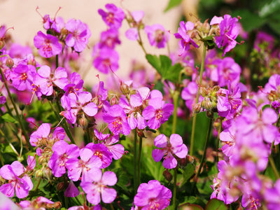 Geranium cantabrigiense | Cambridge | Cranesbill