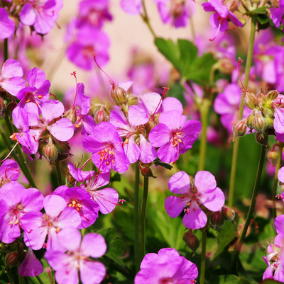 Geranium cantabrigiense | Cambridge | Cranesbill