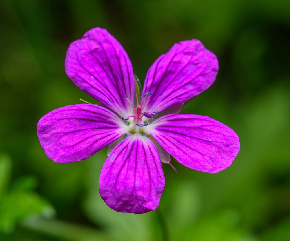 Geranium x oxonianium | Orkney Pink | Cranesbill