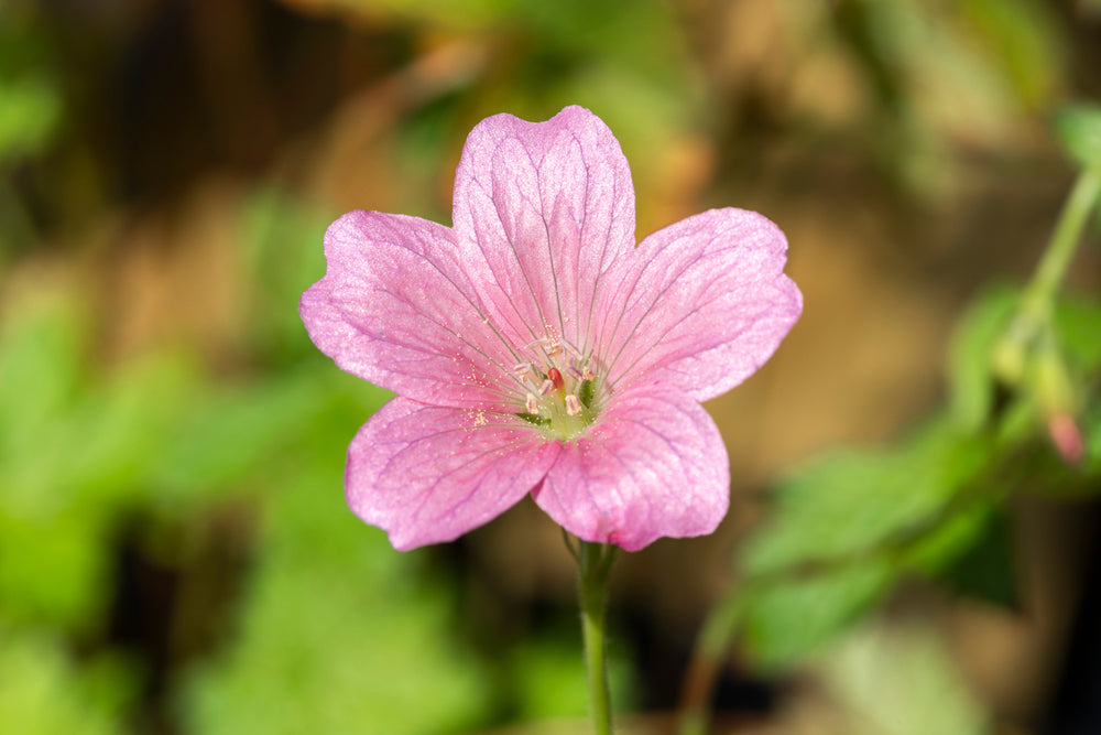 Geranium x oxonianum f. thurstonianum | Wargrave Pink | Cranesbill